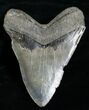 Serrated Monster Megalodon Tooth #4597-2